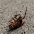 Building With Confidence: Cockroach Exterminators As Partners In Las Vegas Home Building