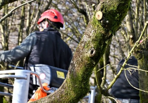 Why Tree Removal Is Crucial For Home Building Projects In Paradise Valley, AZ